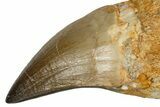Fossil Rooted Mosasaur (Thalassotitan) Tooth - Morocco #345200-1